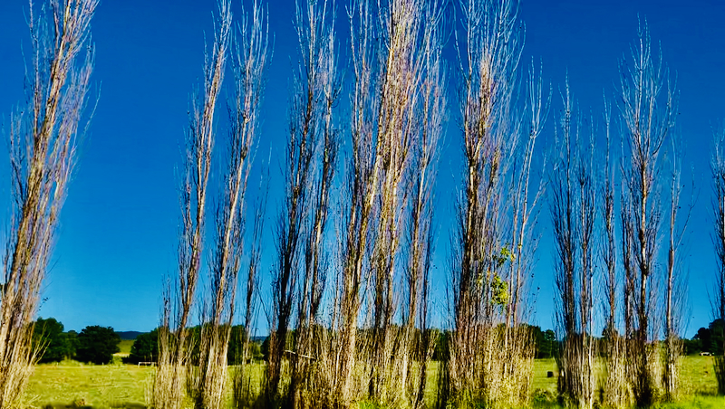 スクリーンショット 2025-06-01 6.04.20