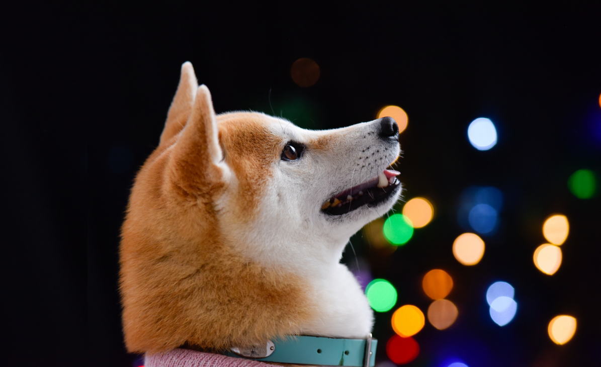 広島ドッグフェスタ2025 サマーナイト、愛犬と楽しむ夏イベント
