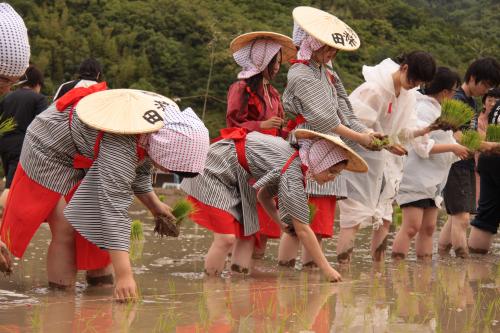 宇佐市の宇佐神宮で『御田植祭』が開催されます│LOG OITA