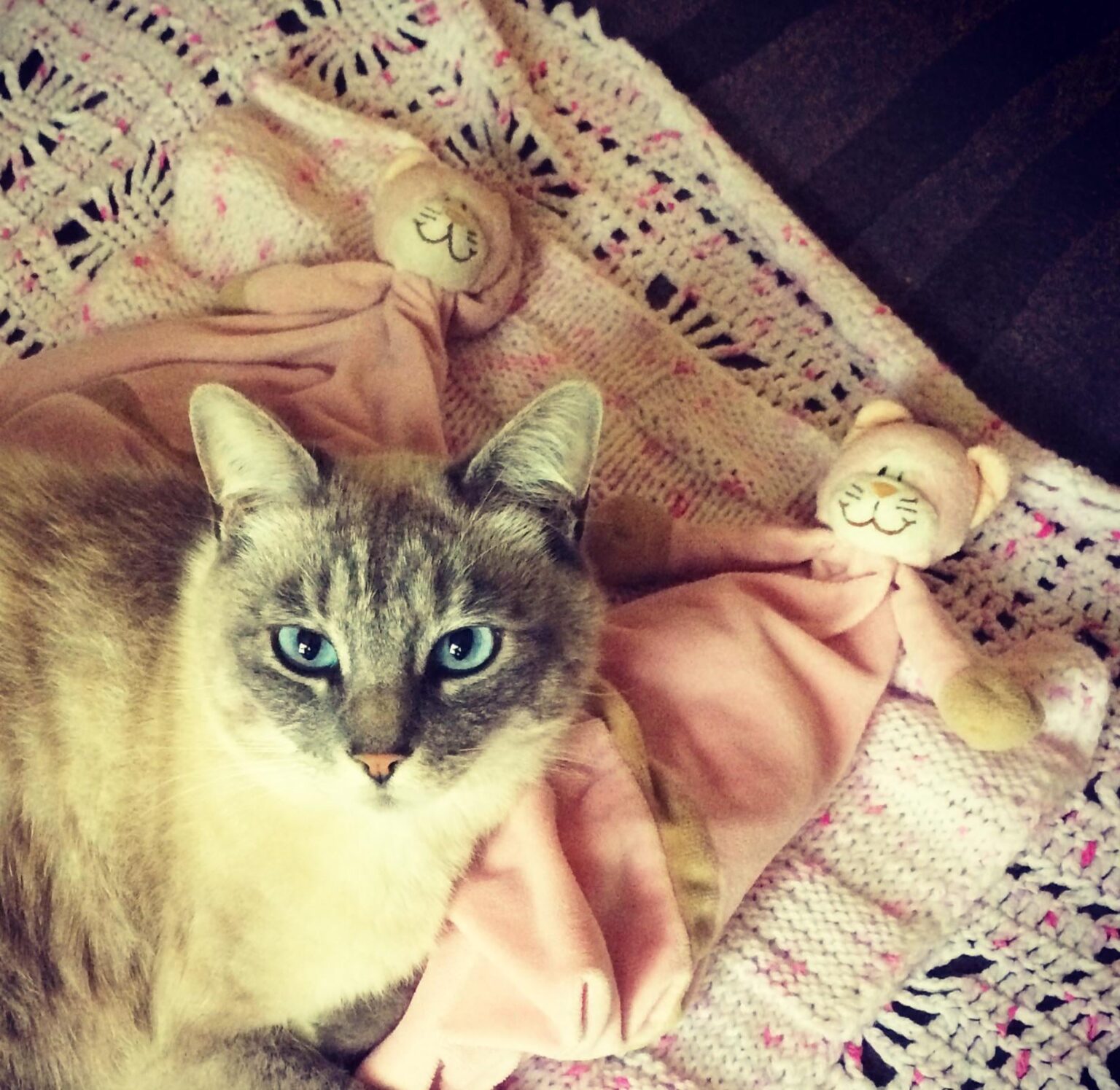 これらのピンクの猫の1つを探しています
