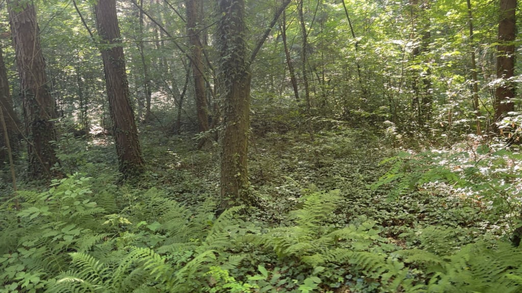 朝の散歩で驚き