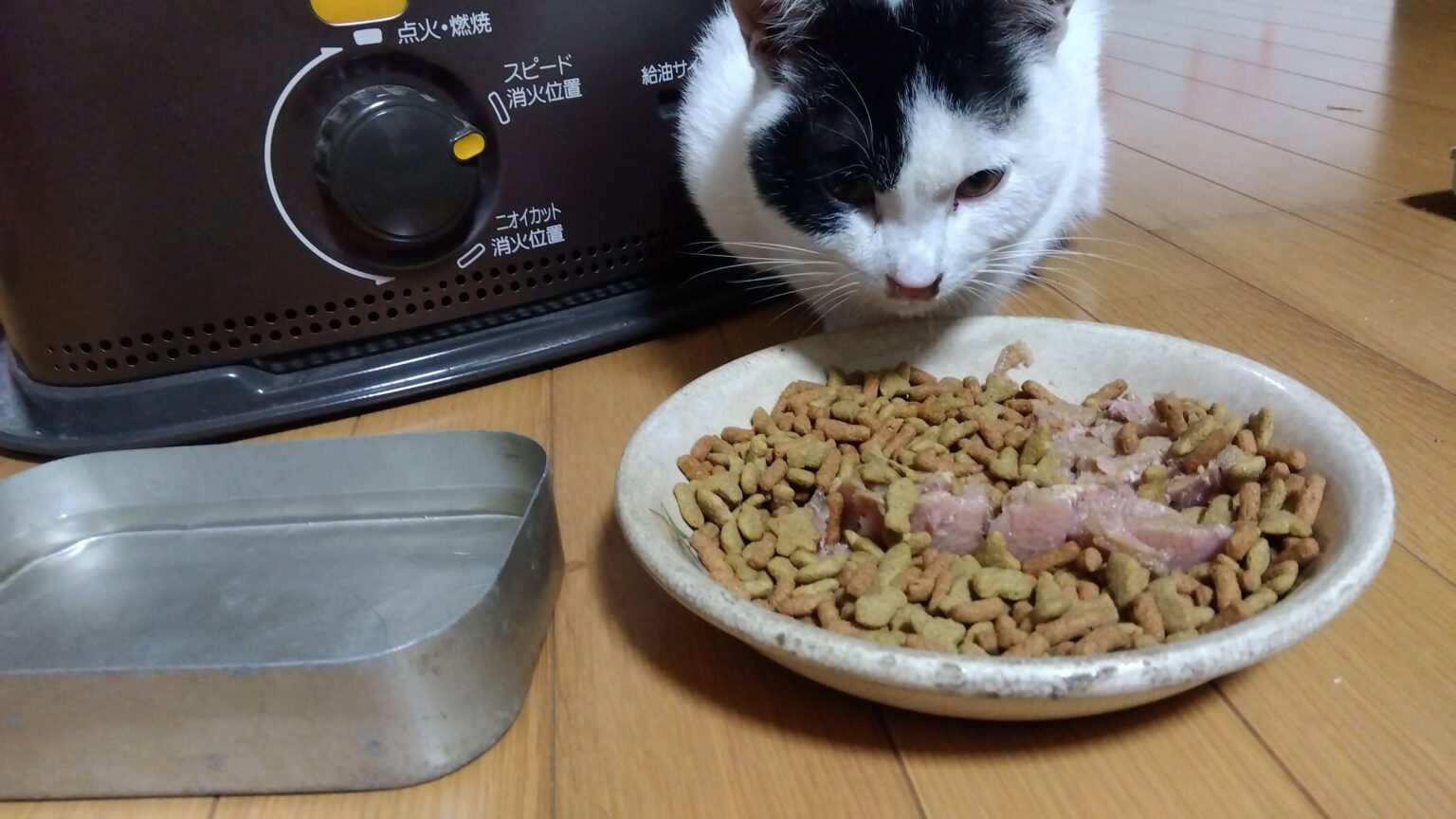 家の玄関前でうずくまってたにゃーんちゃん保護した