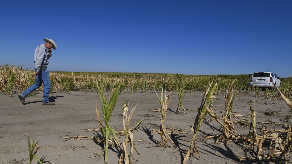 ２０２２年、干魃に見舞われた米ネブラスカ州の自身のトウモロコシ畑を歩く男性/Ricky Carioti/The Washington Post/Getty Images