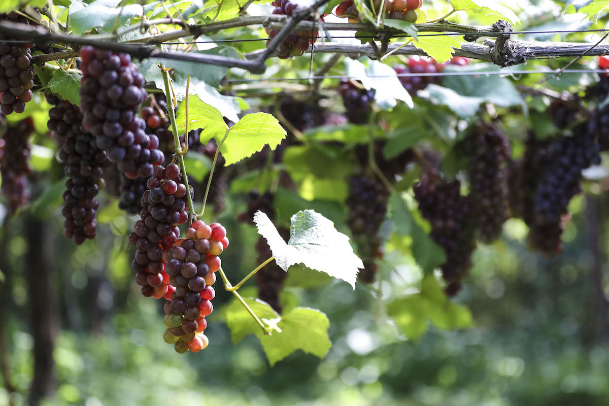 【連載】山形のぶどうとワインに恋焦がれ　vol.12