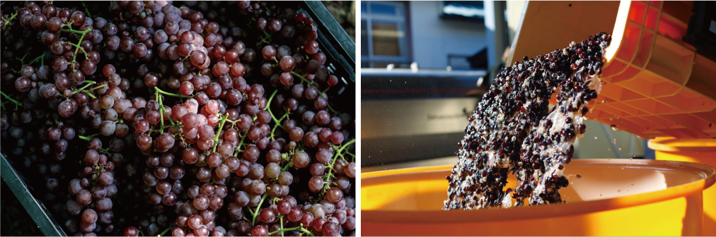 【連載】山形のぶどうとワインに恋焦がれ　vol.12