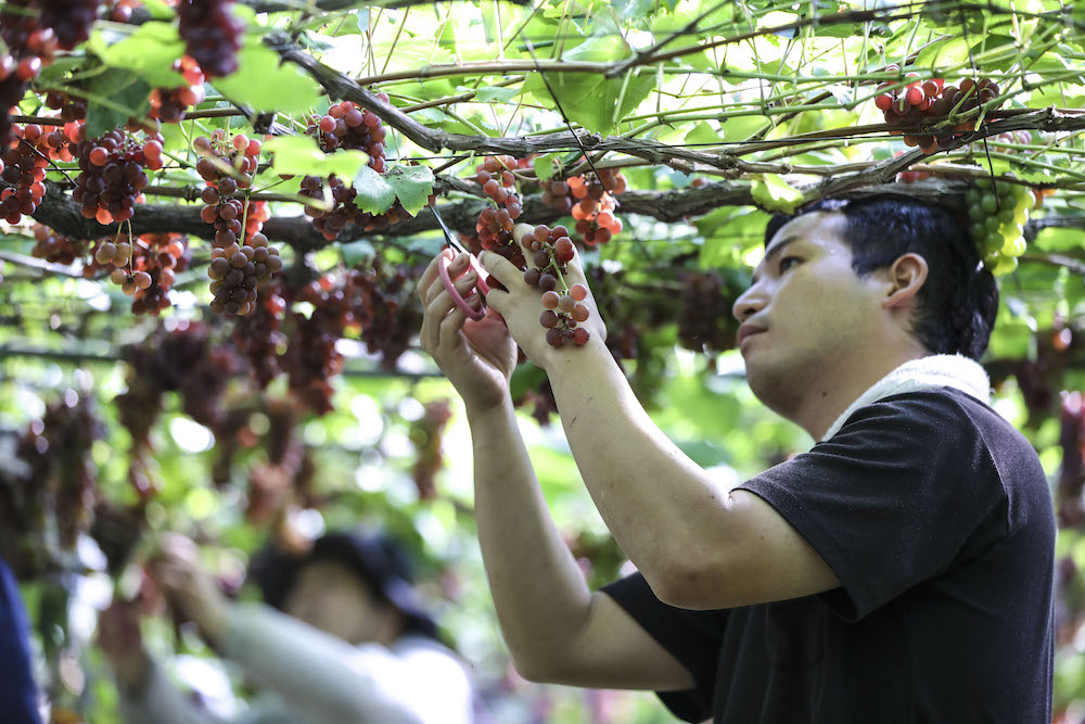 【連載】山形のぶどうとワインに恋焦がれ　vol.12