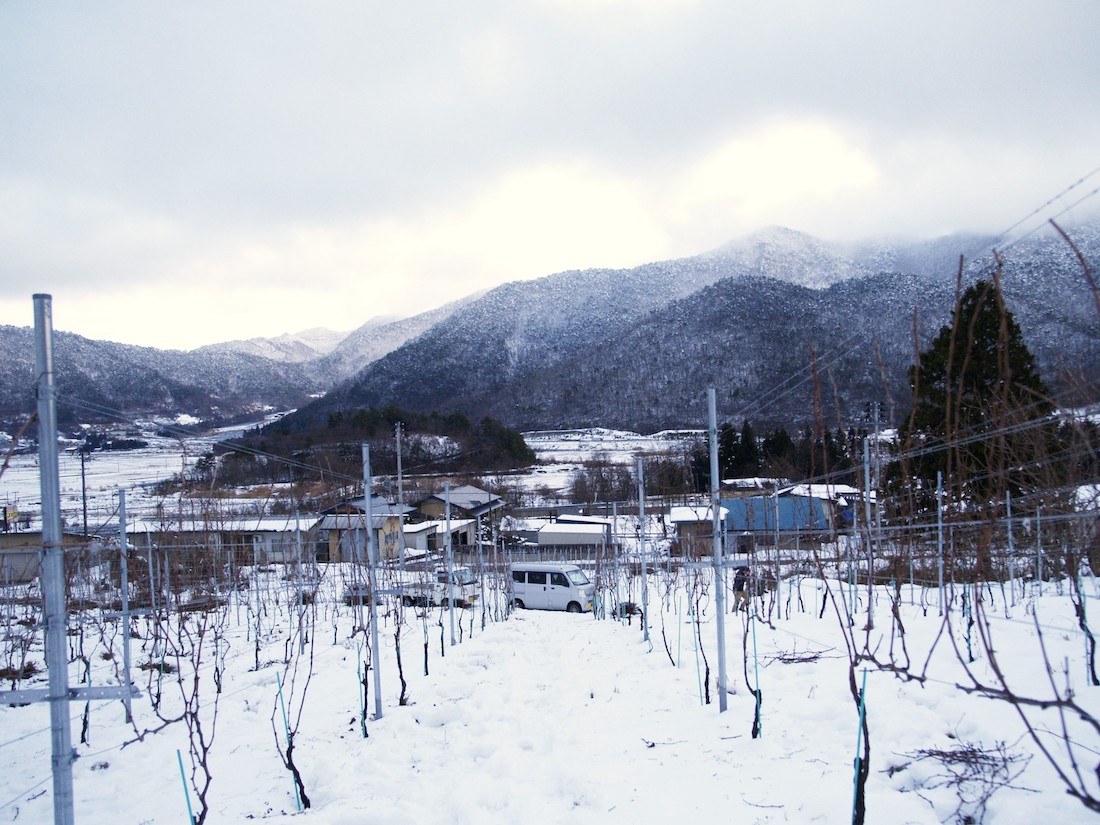 【連載】山形のぶどうとワインに恋焦がれ　vol.12