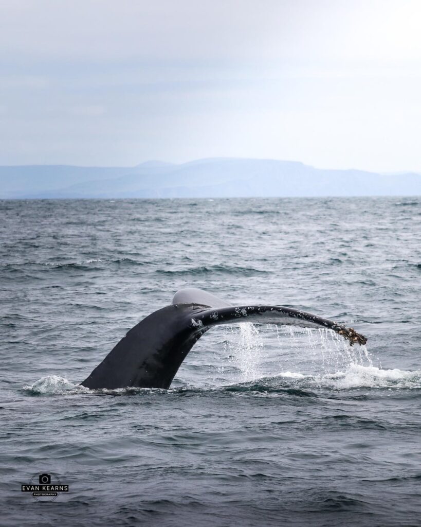 ザトウクジラ、ディングル