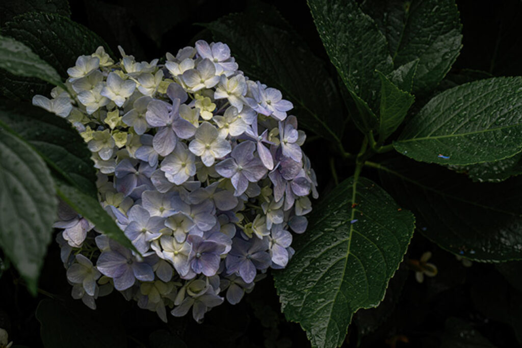 【梅雨の頃】ご近所あじさい散歩––東京都北区のあじさいが見頃です - sunsun fineな日々