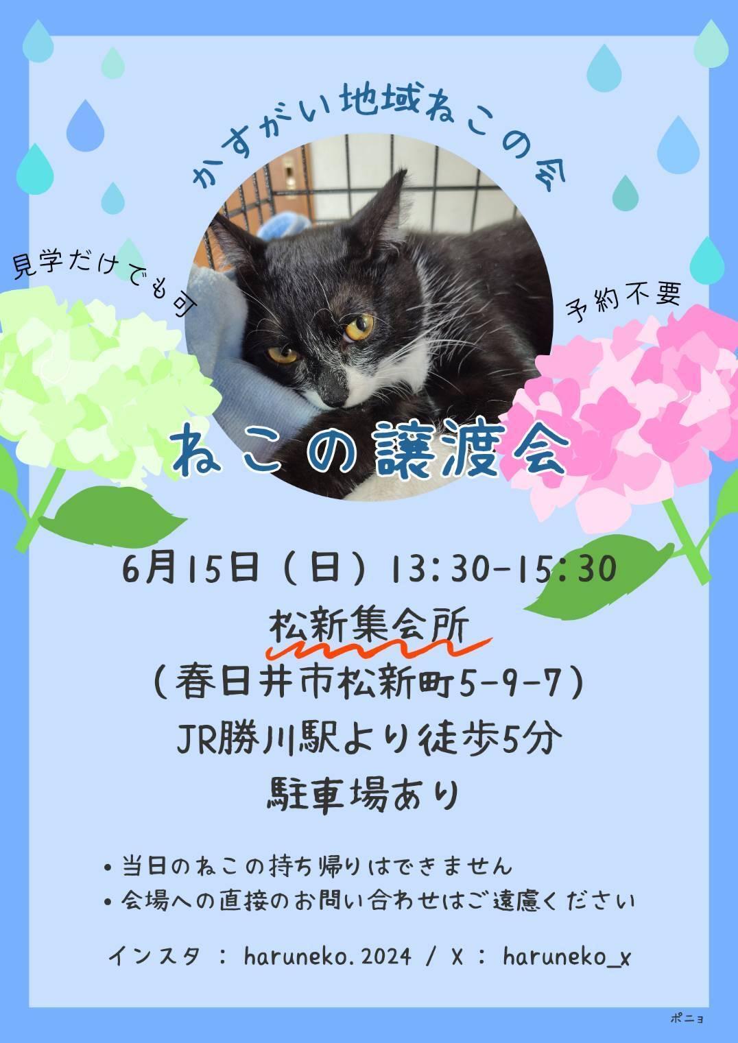 提供：かすがい地域ねこの会