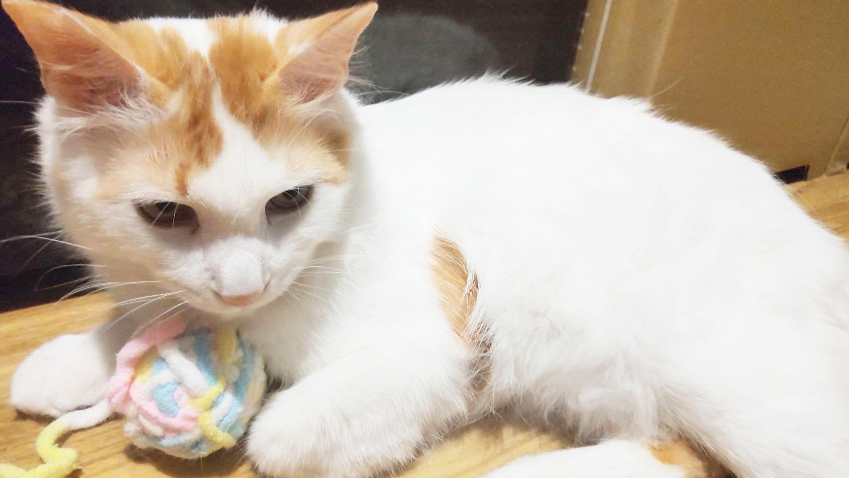提供：かすがい地域ねこの会