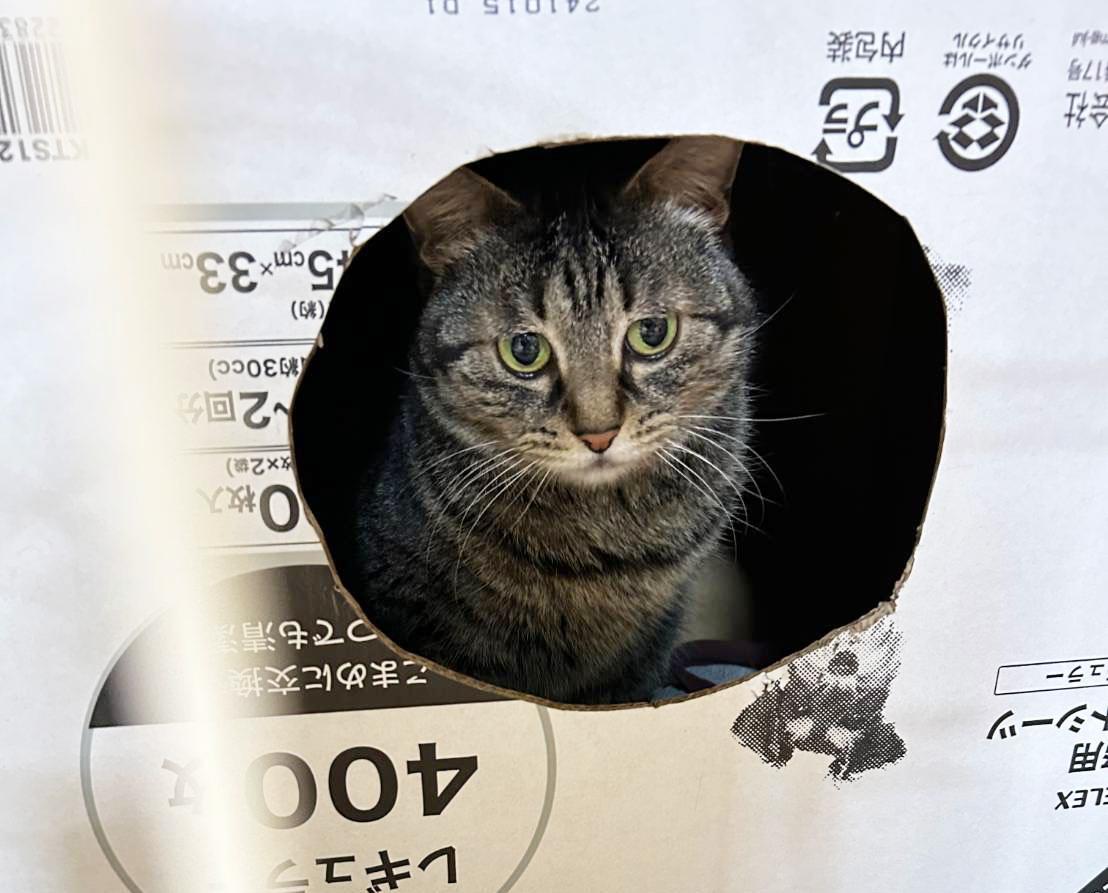 提供：かすがい地域ねこの会