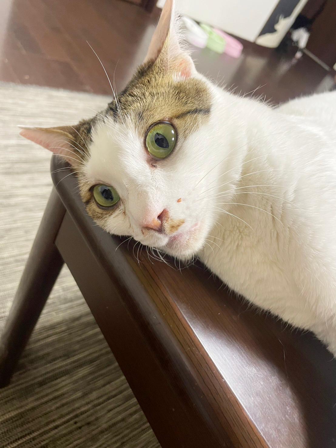 提供：かすがい地域ねこの会