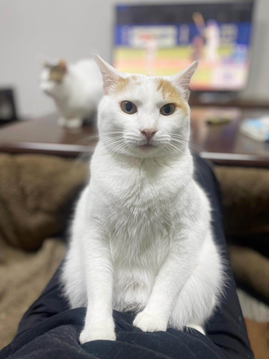 提供：かすがい地域ねこの会