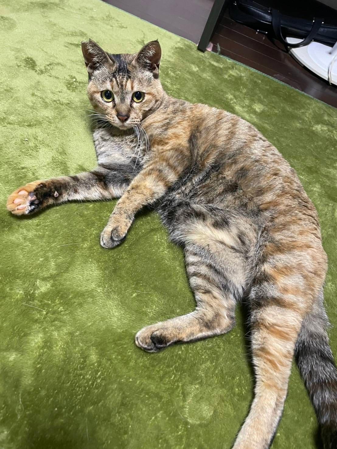 提供：かすがい地域ねこの会