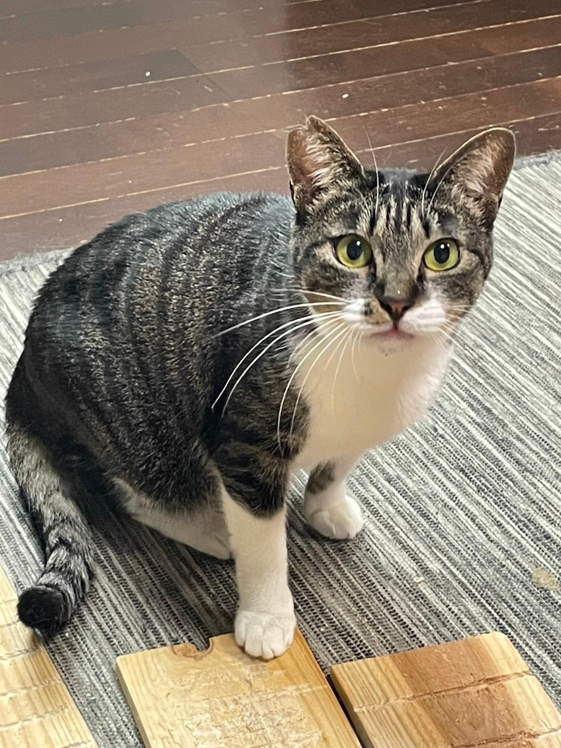 提供：かすがい地域ねこの会