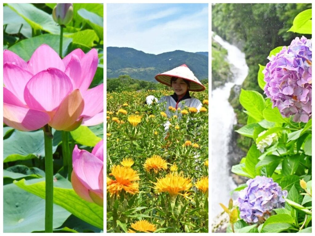 佐賀県の週末おでかけ情報３選！ アジサイ、ベニバナ、千年ハス… 県内各地で花が見頃 6月21～22日 | まちの話題 | 佐賀県のニュース | さがから by佐賀新聞 - 佐賀新聞
