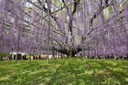 栃木の観光植物園に年間百万人 藤棚や電飾演出、訪日客も | | 全国のニュース