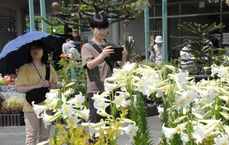 「ゆりまつり」８万本が見頃 鳥取のフラワーパーク花回廊 | | 全国のニュース