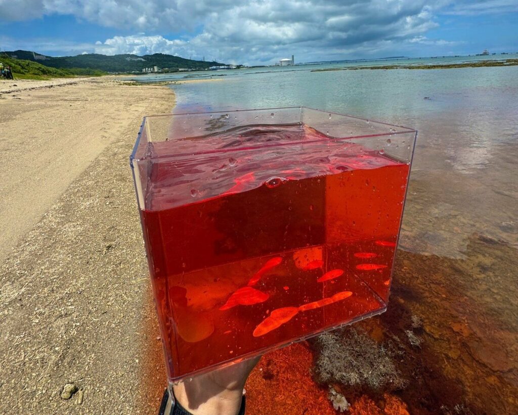 沖縄県の「真っ赤に染まった海」に思わず目を疑う　「日本ではあまり見られない珍しい現象」に驚きの声 | LIMO | くらしとお金の経済メディア