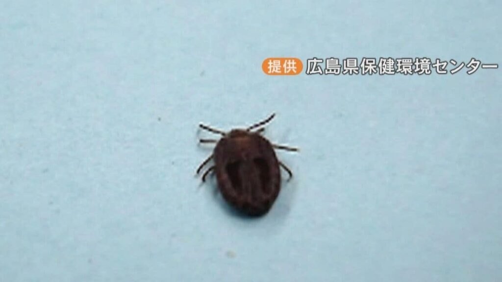 ネコを治療した獣医師が死亡 マダニが媒介する感染症か 呼吸困難などの症状で救急搬送 三重 | 名古屋・愛知・岐阜・三重のニュース【CBC news】 | CBC web (1ページ) - TBS NEWS DIG