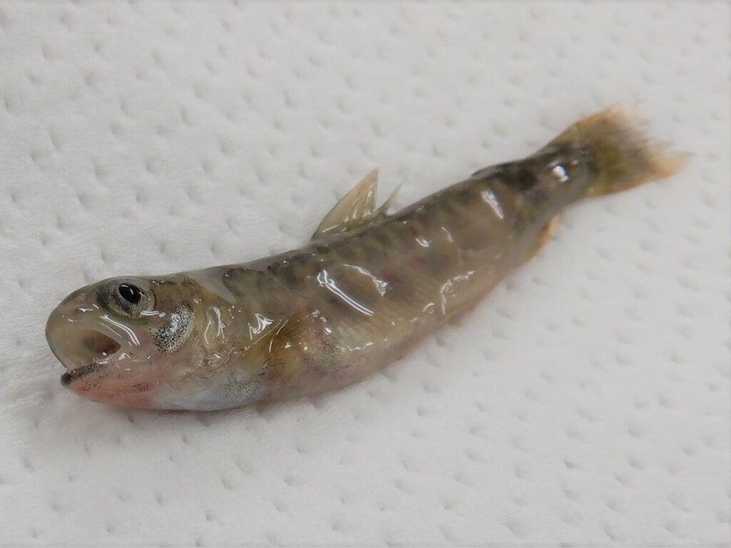 滋賀県で国内2例目「レッドマウス病」確認 34万尾を殺処分 - 京都新聞デジタル