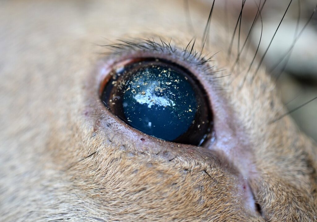 住宅街や畑に現れる「何でも食べる」シカやイノシシ 洛北の暮らしを守るために 猟師の尽力と思い|京都新聞デジタル 京都・滋賀のニュースサイト 住宅街や畑に現れる「何でも食べる」シカやイノシシ 洛北の暮らしを守るために 猟師の尽力と思い|京都新聞デジタル 京都・滋賀のニュースサイト