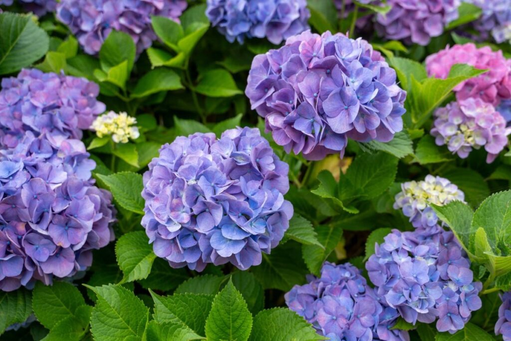 奈良県の般若寺にズラリと並んだ「紫陽花」　目を奪われる美しさに「宝石のよう」「清涼感すごい」 | LIMO | くらしとお金の経済メディア