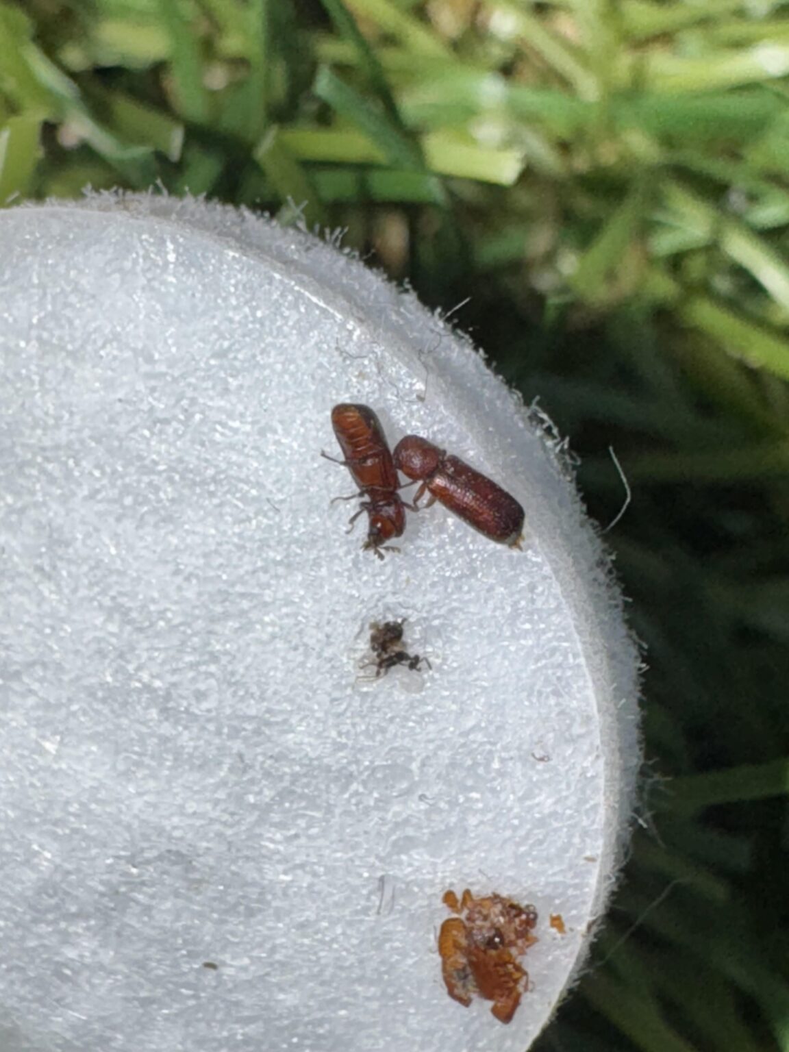 私のキッチンで小さな空飛ぶ昆虫を識別します