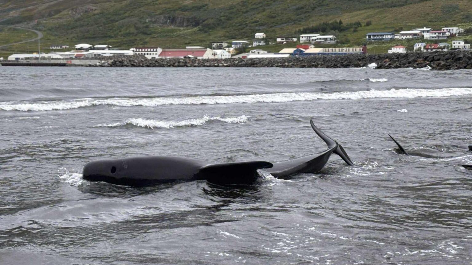 olafsfjordurのクジラを粉砕しますか？