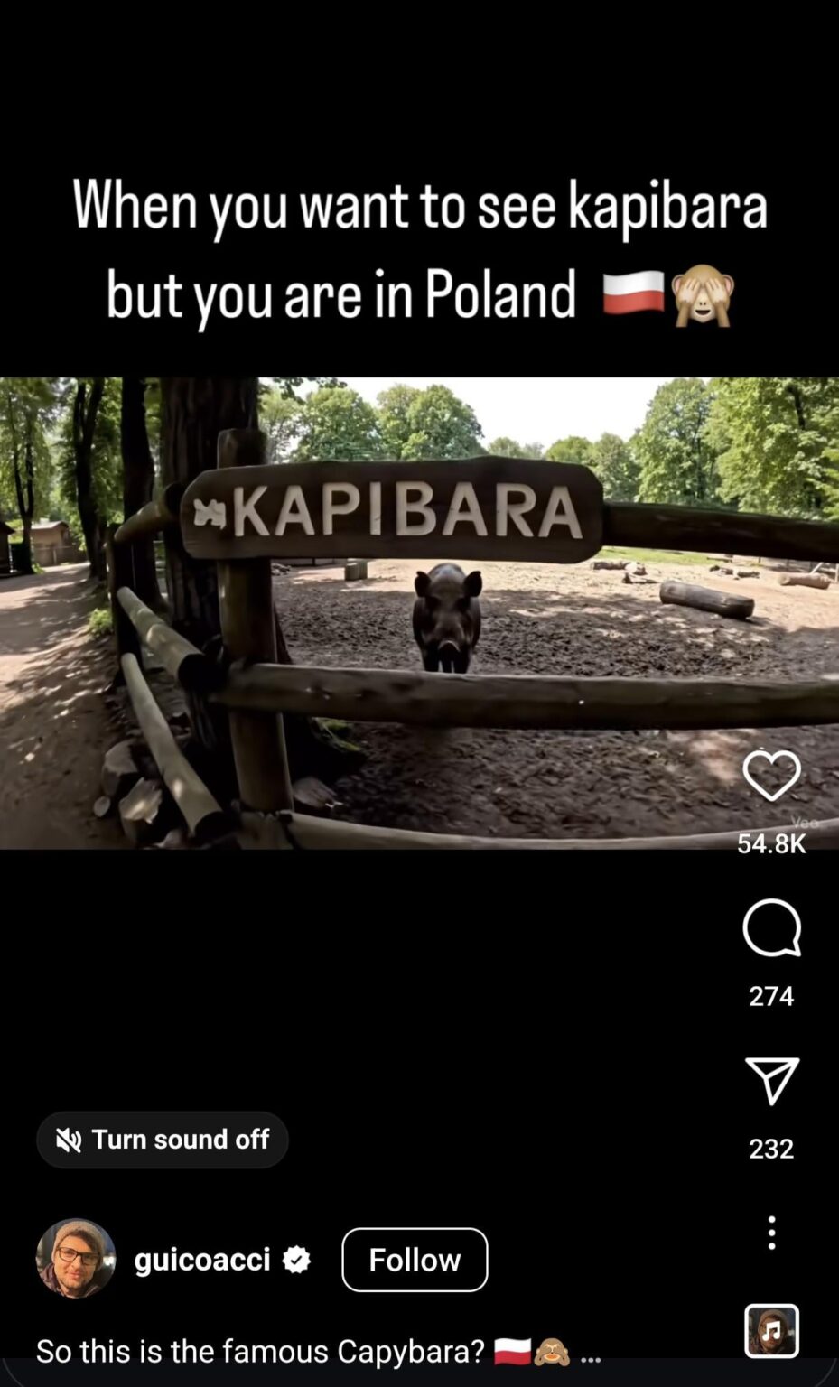 あなたがカピバラを見たいが、あなたはポーランドにいるとき