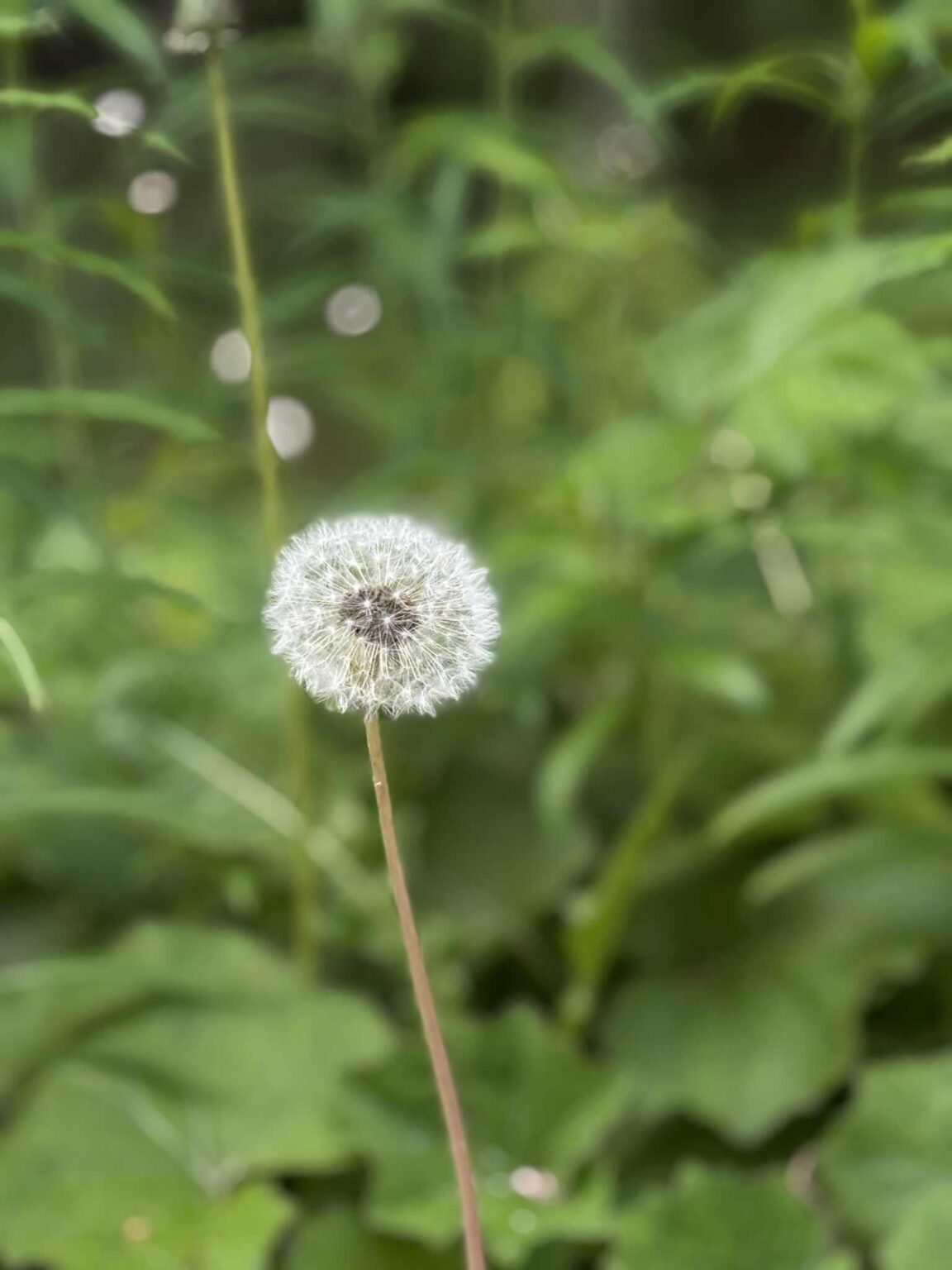 昨日この写真を撮りました