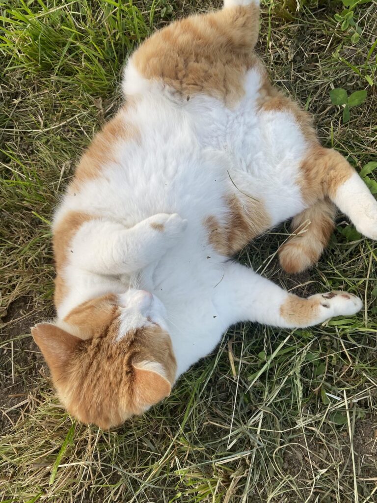 なぜスイスにはそんなに多くの（素敵な）猫がいると誰にも言わなかったのですか
