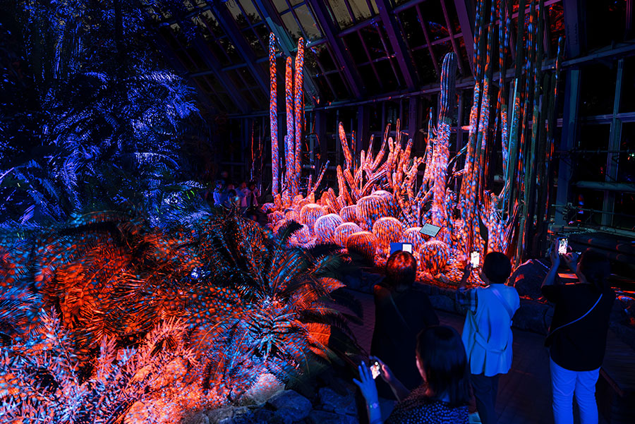 異世界…日本最古の植物園で「光×音」夜イベント、来年3月まで | Lmaga.jp 異世界…日本最古の植物園で「光×音」夜イベント、来年3月まで | Lmaga.jp