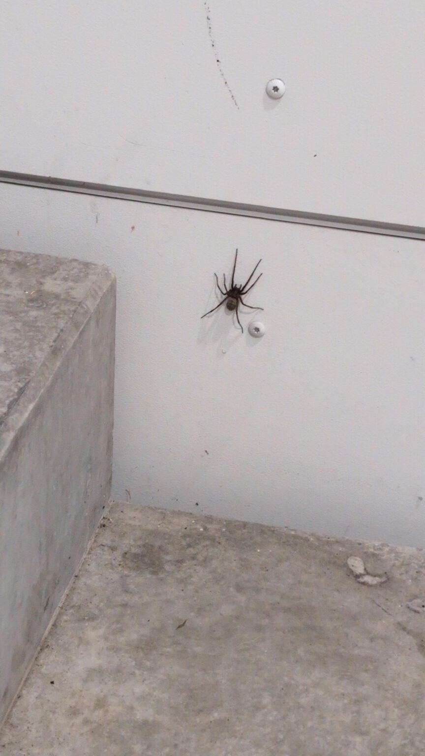 巨大なスパイダー（Arachnofobia警告）