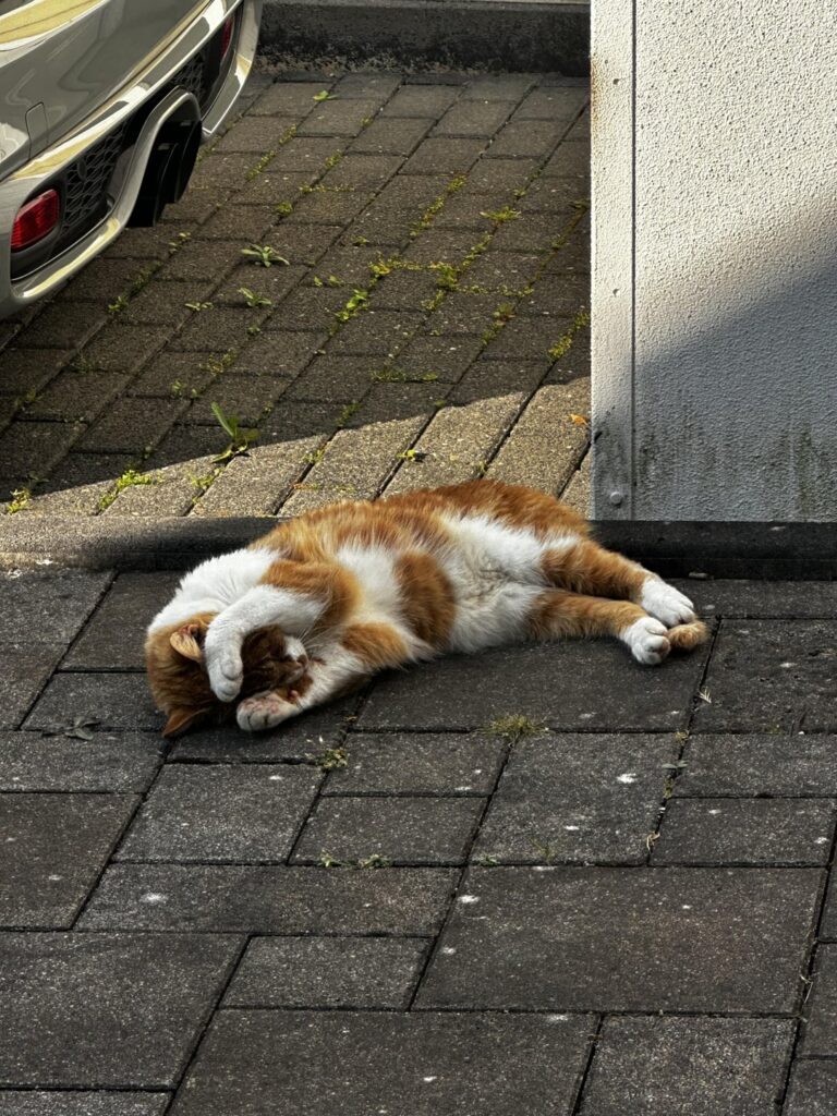 隣人のキャットボーン