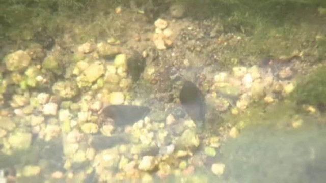 【ホタルの復活目指して】 地元有志が幼虫のえさとなるカワニナを採集 愛媛・松山市