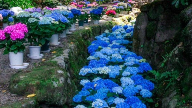 清らかに流れるような〝紫陽花の川〟が美しい　奈良の「あぢさゐ回廊」今年も絶景 - goo ニュース