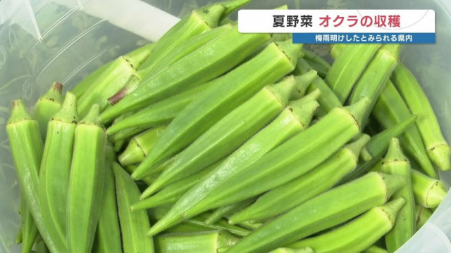 ねばねばで美味しい 夏野菜オクラの収穫始まる　熊本県菊陽町