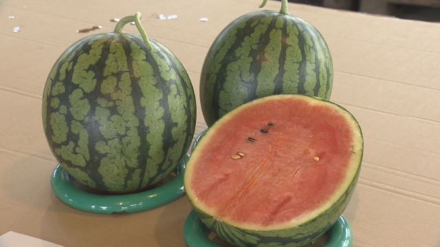 甘味がぎゅっと「Niigata ルビームーン」“小玉”だけど大ぶりに育つ