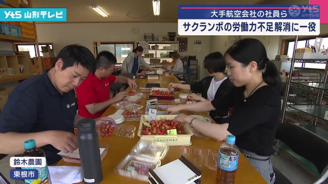 大手航空会社社員 サクランボの選別作業など手伝い(山形県) - goo ニュース