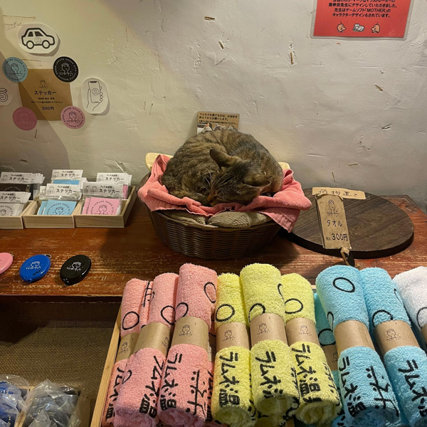 大分「ラムネ温泉」にいる猫