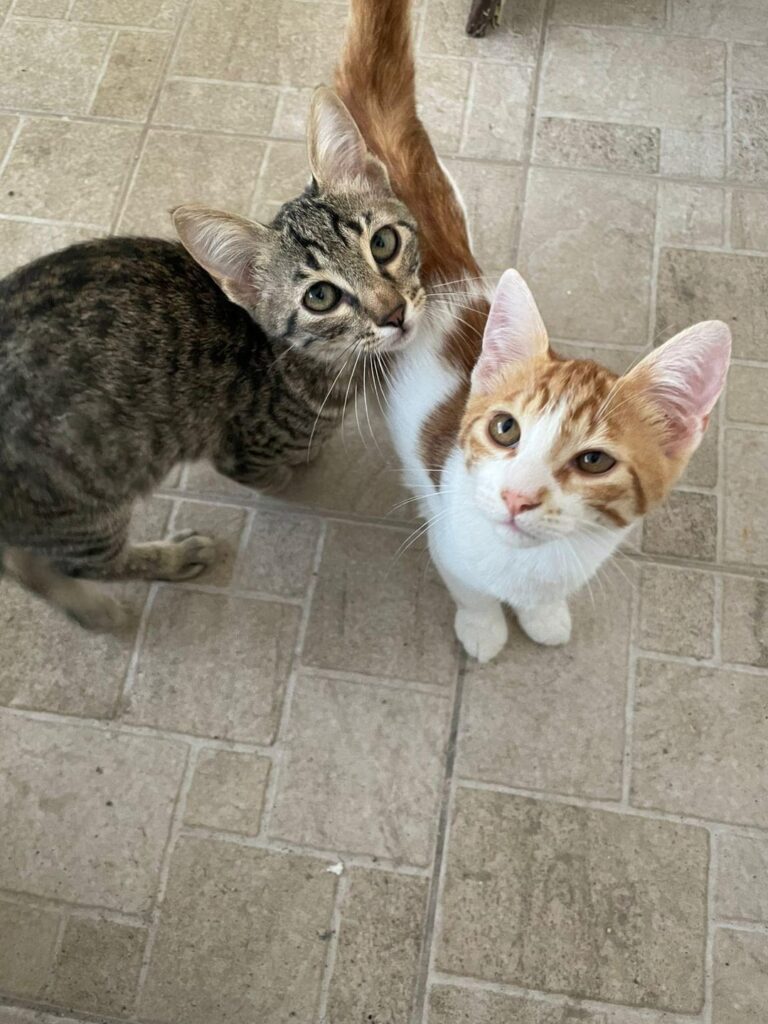 私は永遠の人を探している2つの子猫を持っています。