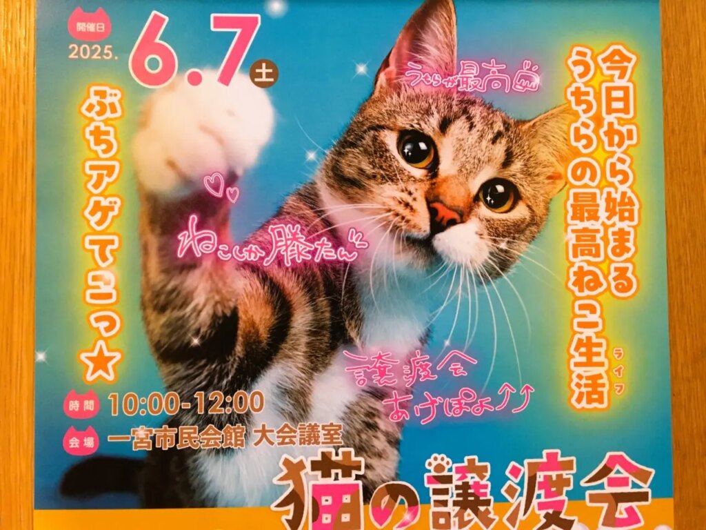 猫の譲渡会（６月）