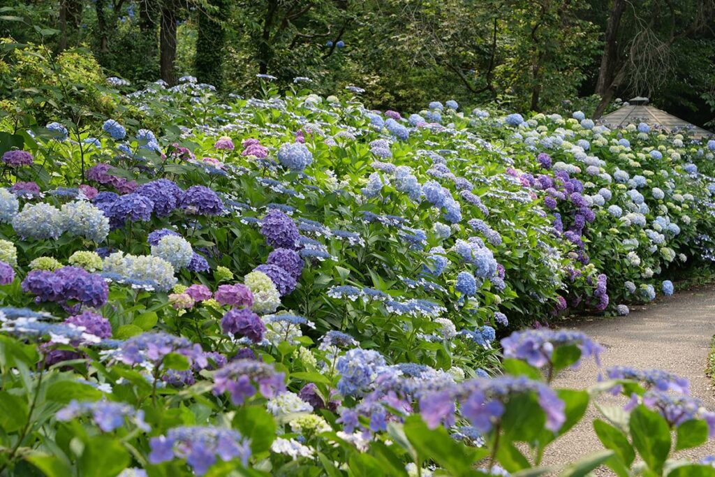 県営馬見丘陵公園の鮮やかな紫陽花
