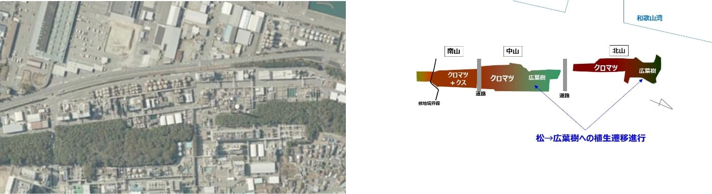 上空から見た和歌山工場と防潮林（左）。