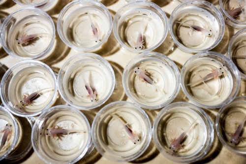 ギャラリー：メキシコサラマンダーの四肢再生、長年の謎を解明　写真5点（写真クリックでギャラリーページへ）