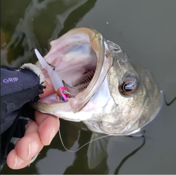 【今週の全国厳選釣果】圧巻25kgのイシナギ浮上！三重県では夏を告げる旬魚イサキが爆釣中