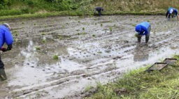 合同会社生活ドクター 「田植え体験イベント」を開催　～自然とふれあい、持続可能な未来を育てる～｜奈良新聞デジタル