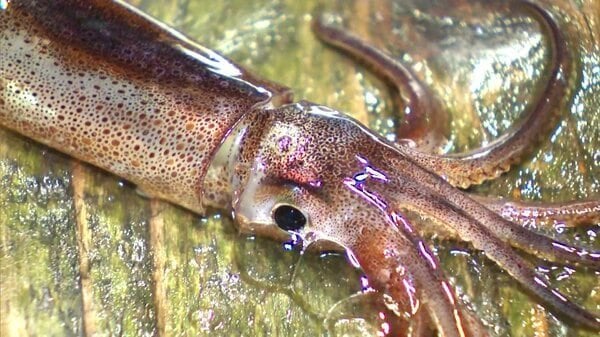「こんなの初めて」スルメイカ壊滅的不漁でイカのマチ函館に動揺広がる…初日の漁獲量ほぼゼロで史上初の“初競り中止”に…漁業者や観光業者から不安の声「イカがないと、我々もいなくなってしまう」＜北海道＞